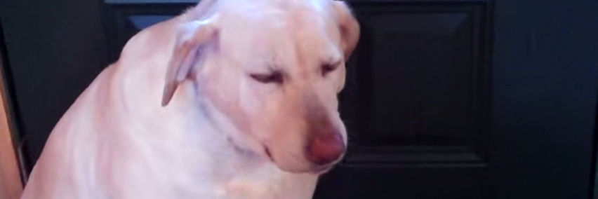 メキシコ産 banner