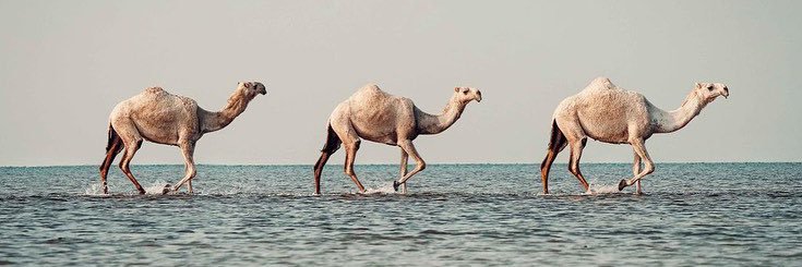 SALMansouri1's profile banner image