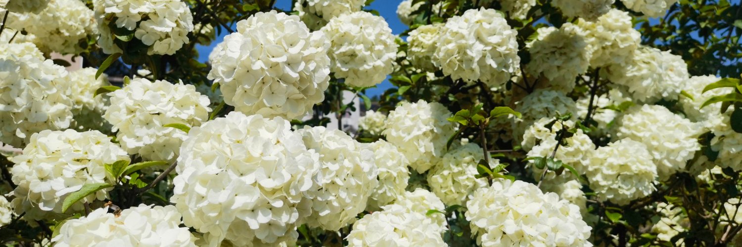 Murray200b8's profile banner image