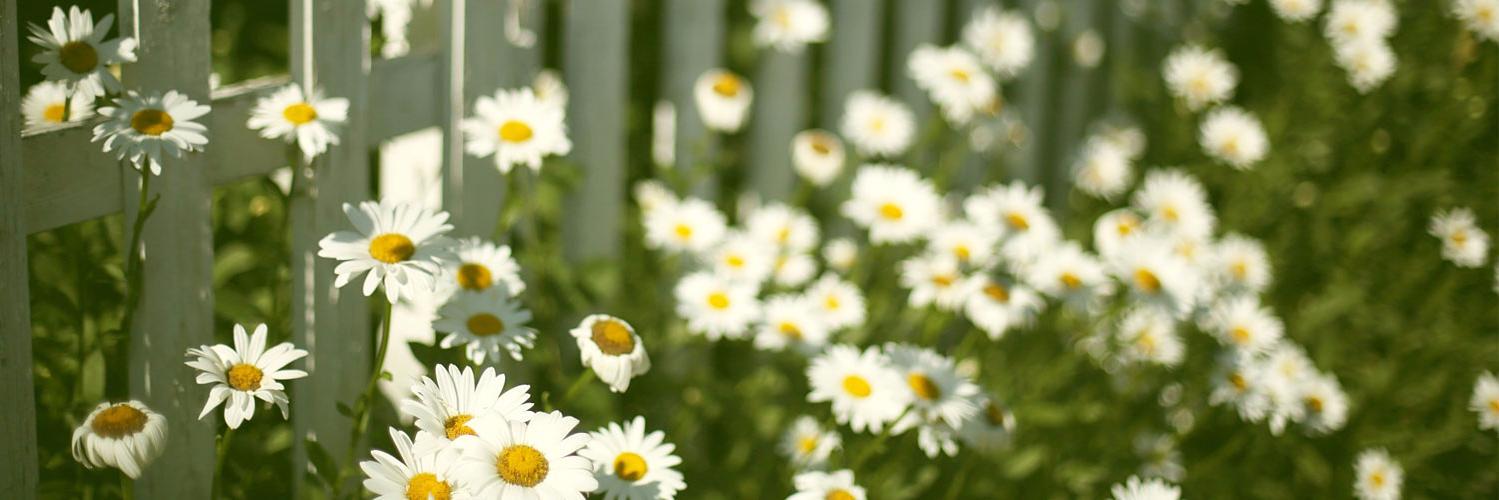 MuirgelGunther's profile banner image