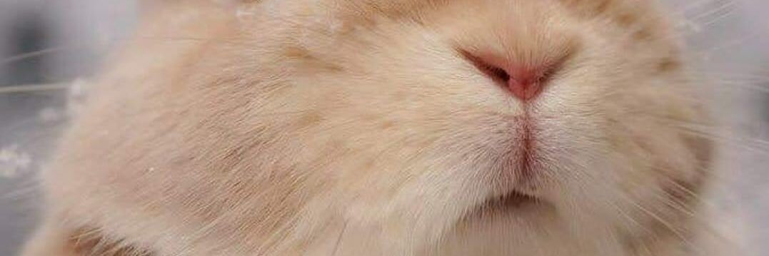 sheipz's profile banner image
