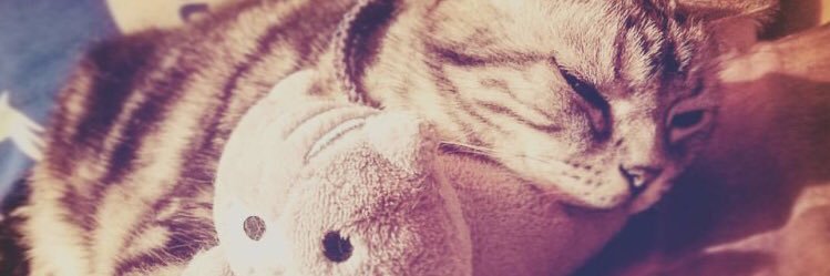 me____mi____831's profile banner image