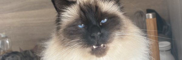Kppz1112 Profile Banner