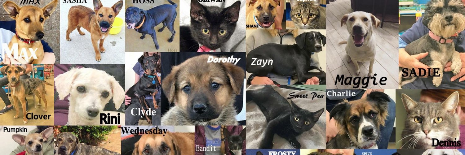 Pet Adoption League banner