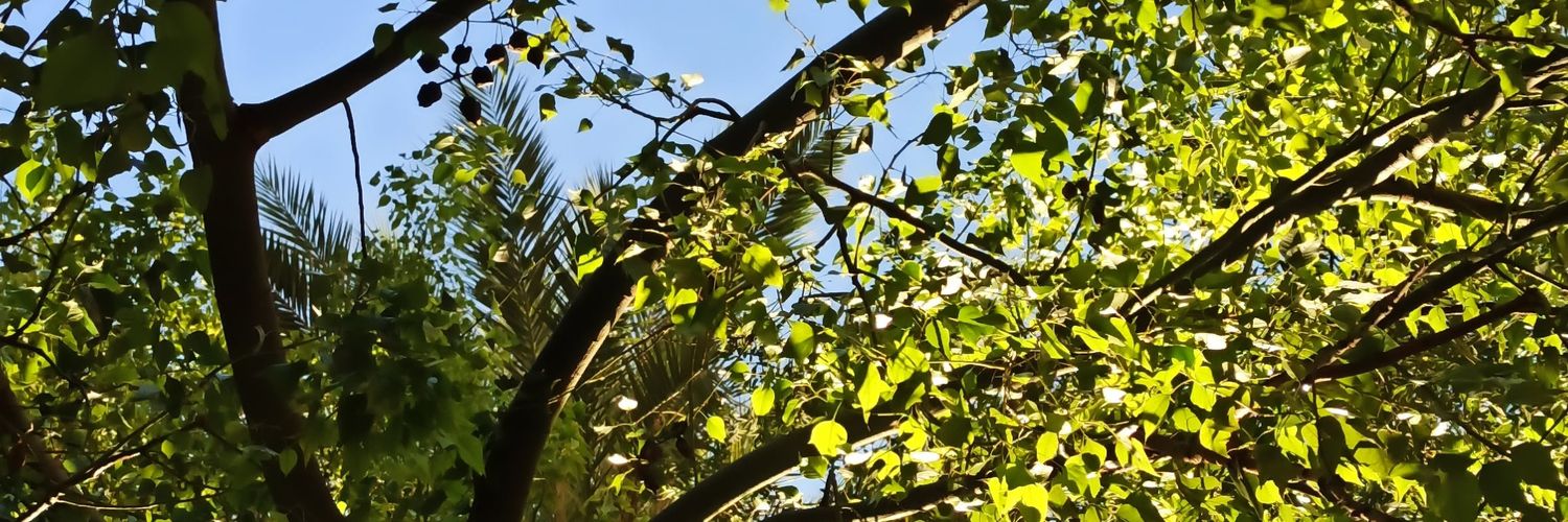 xbiebsvoice's profile banner image