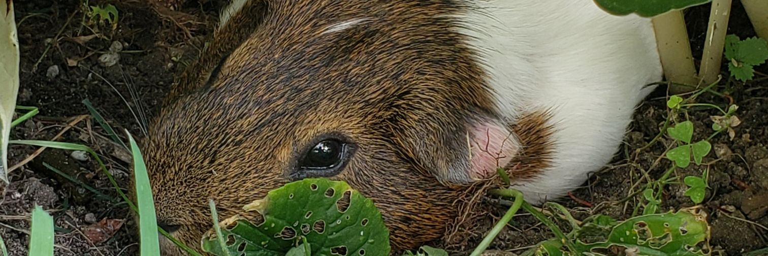 ChuSquibby's profile banner image