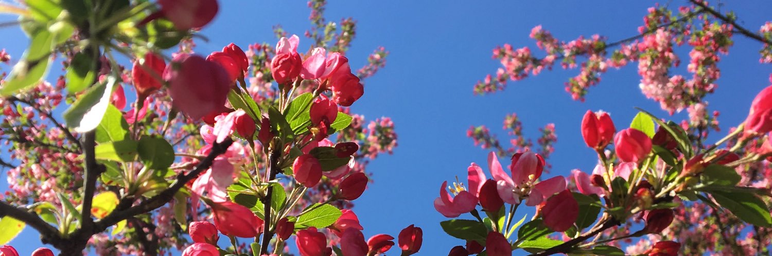 FrangelaFrass's profile banner image