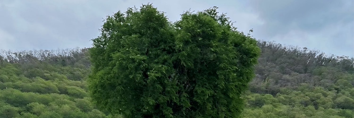 __Misslazy's profile banner image