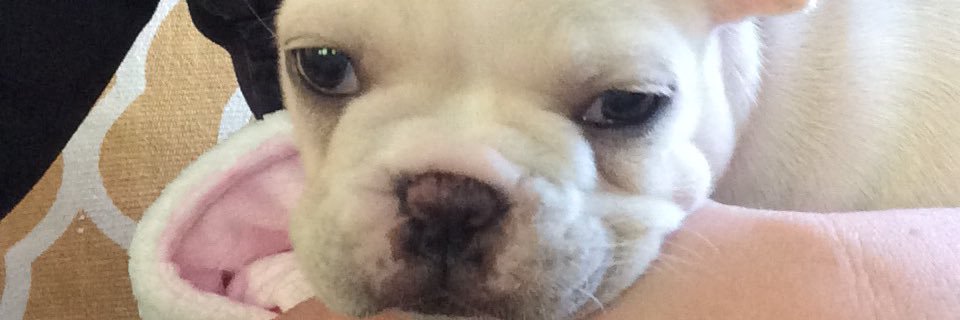 lylabaefrenchie's profile banner image