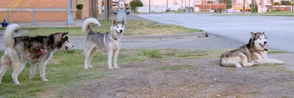 StolenDogs Profile Banner