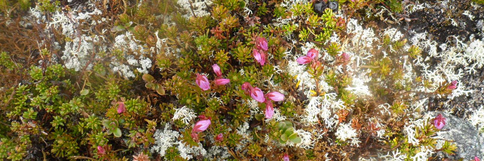 Bruno Weber-Gobet banner