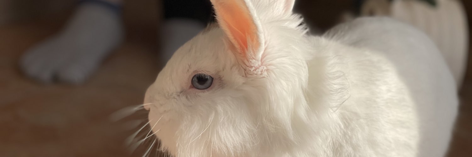 hamupppppo's profile banner image
