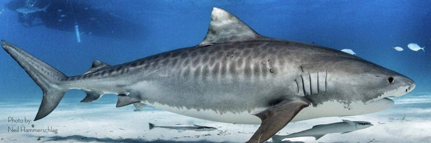 SharkRashada's profile banner image