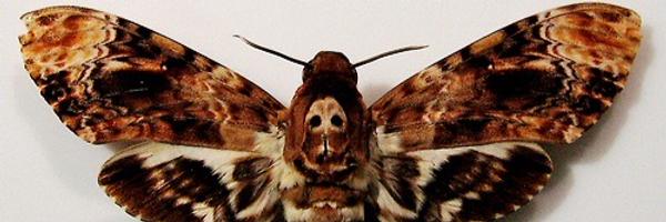 suupernerd Profile Banner