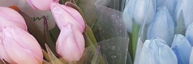 poparpop's profile banner image
