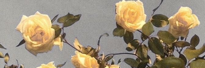 moramarshmallow's profile banner image