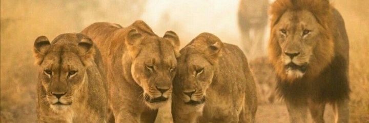 flaviorc5's profile banner image