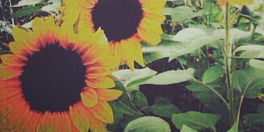 hanahjoyyy's profile banner image