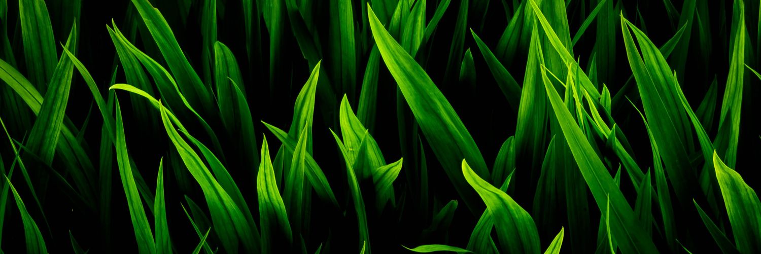 Ediemburgo's profile banner image