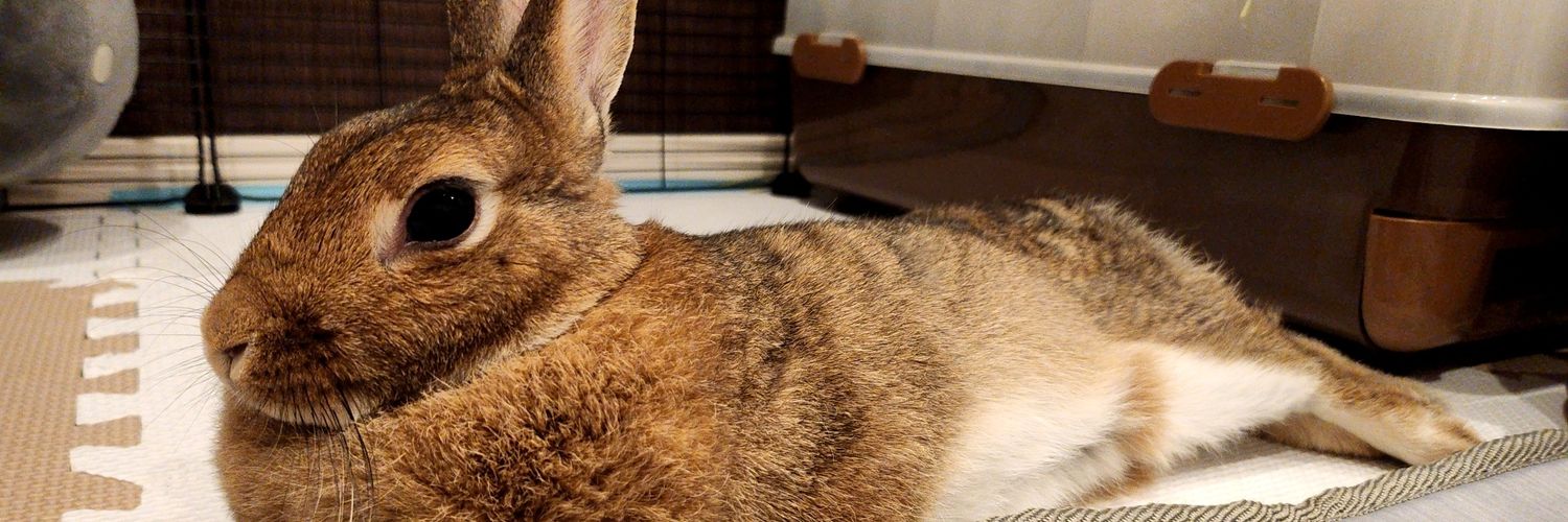 papanda26's profile banner image