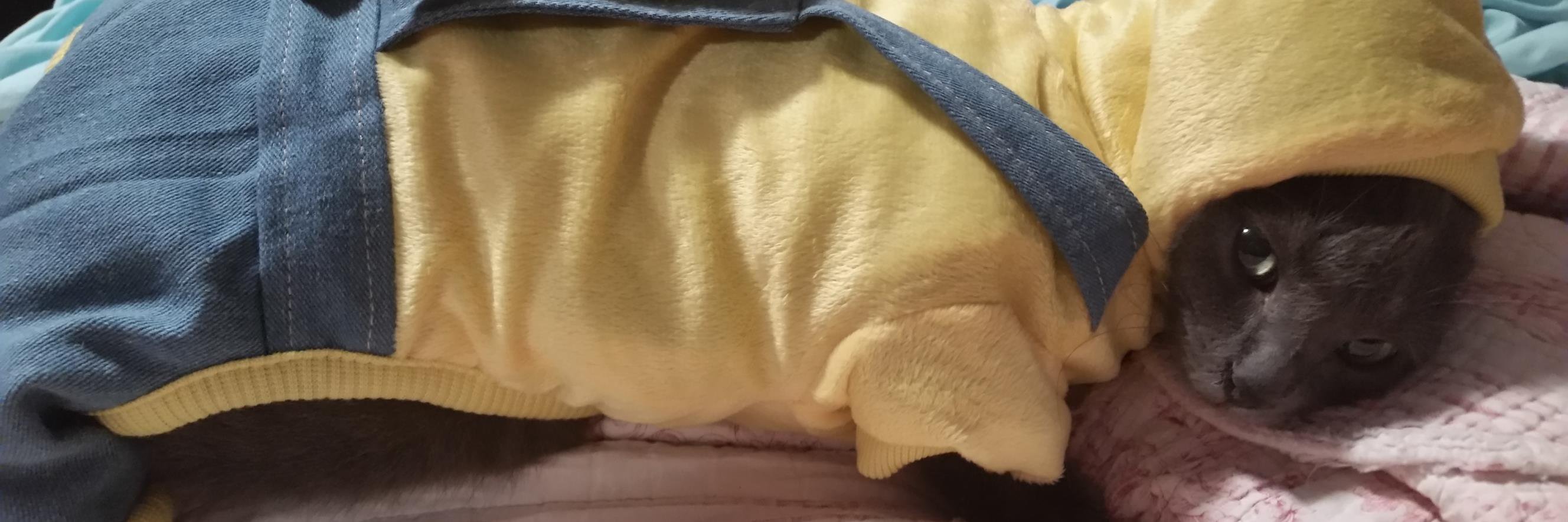 beanbeansworld's profile banner image