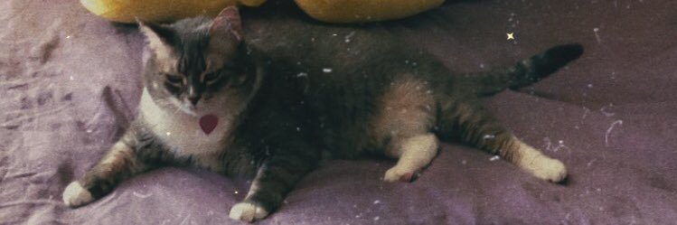 Not_Fae_'s profile banner image