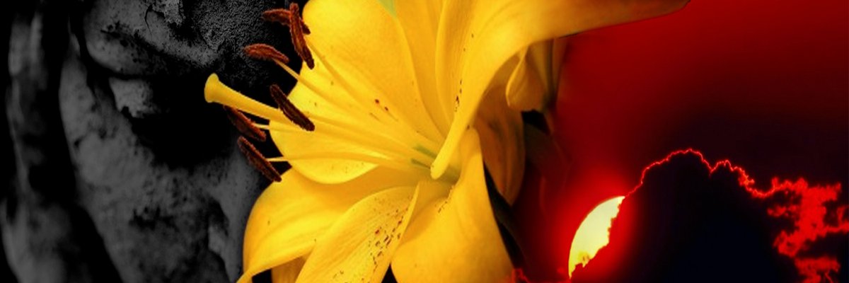 daeshtrollol's profile banner image