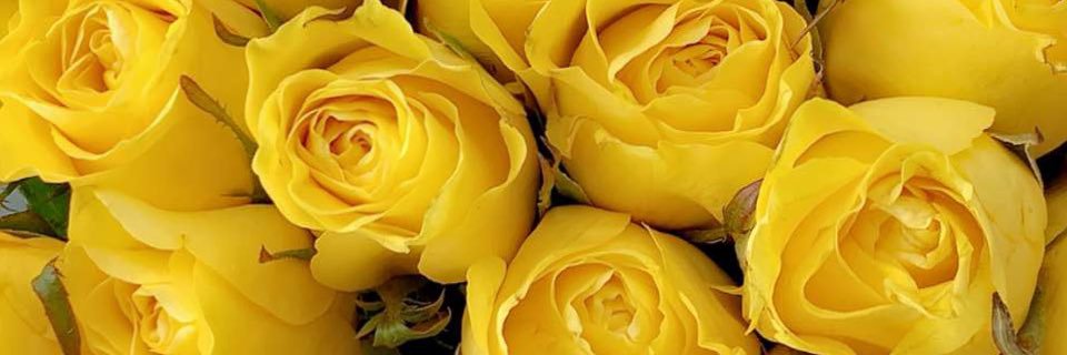 yoitsnathaly's profile banner image