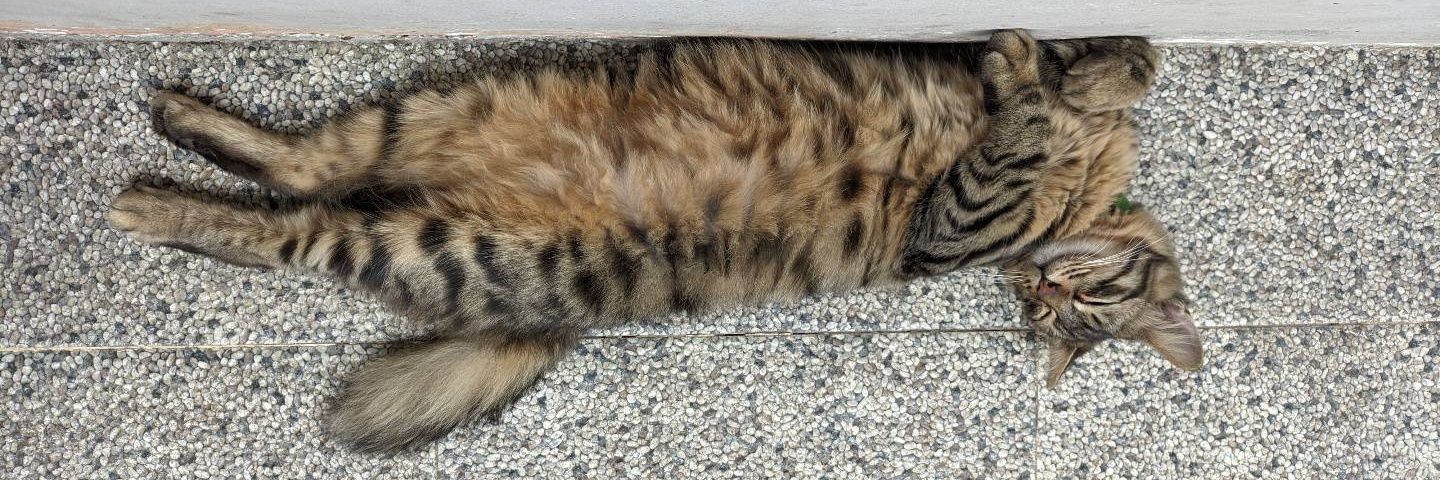 Dandify ၊||၊ $XAGE banner