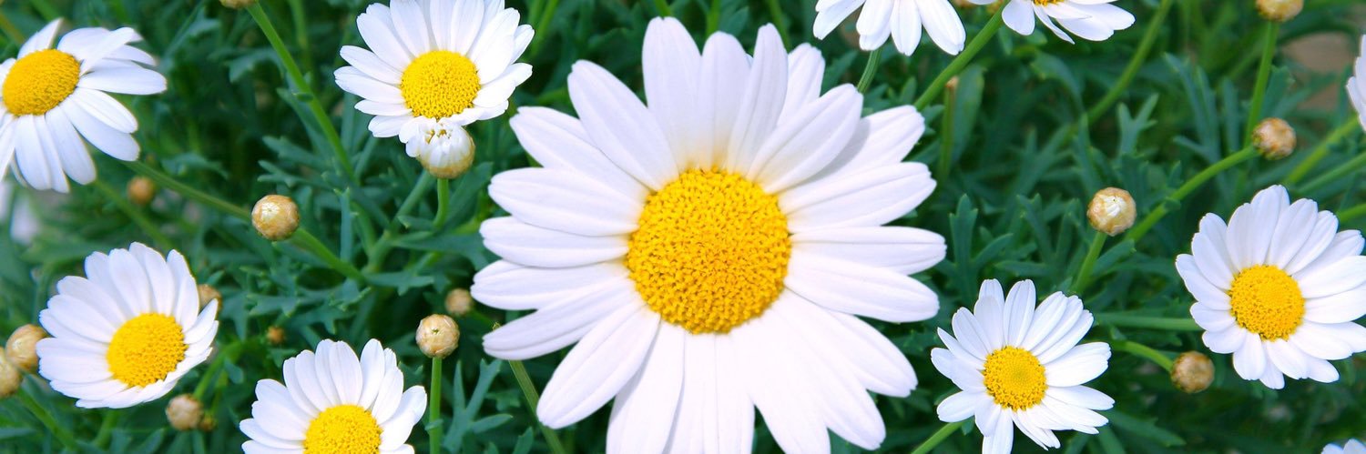 DaisyLehigh's profile banner image