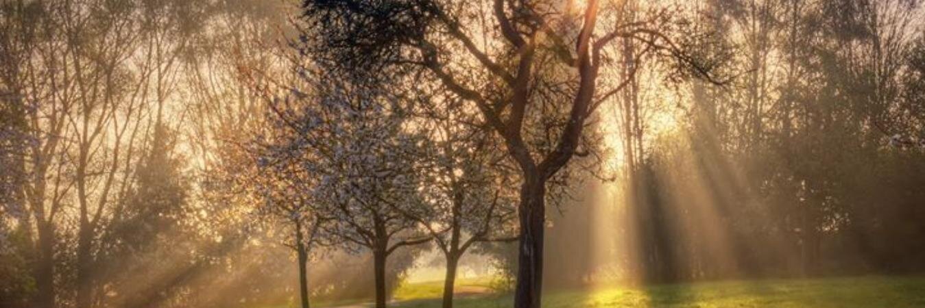 Arkadia 💙💛 banner