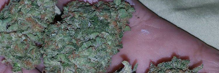 UpstateChronic's profile banner image