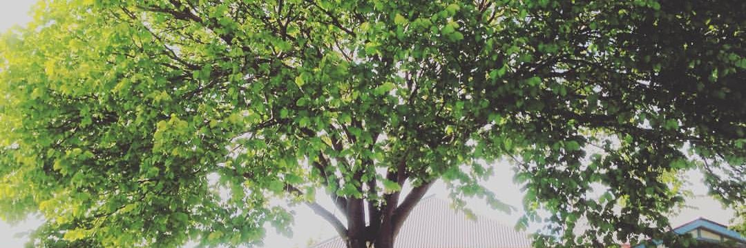 TreeFuture's profile banner image