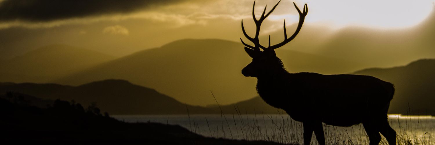 FeeFieryFae's profile banner image