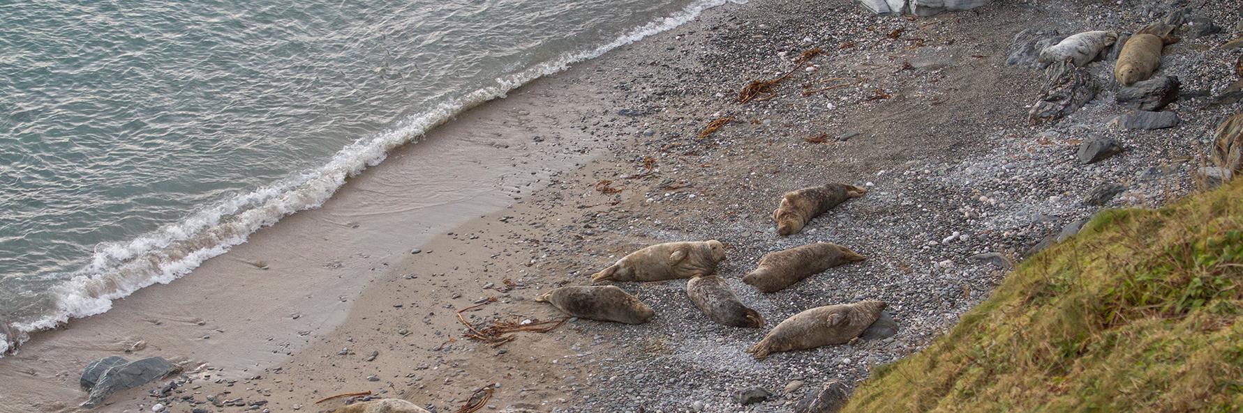 CornishSeals's profile banner image
