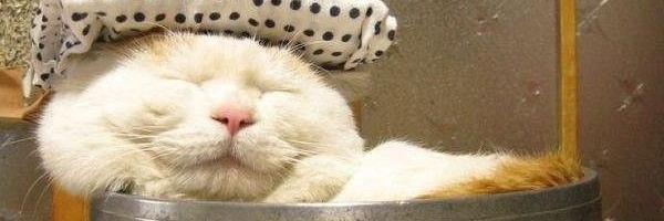 MommaCAT_Raven's profile banner image