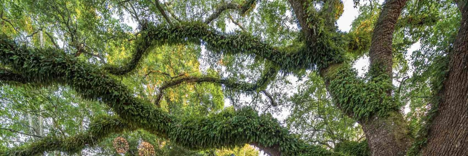 DeepSouthGREEN's profile banner image