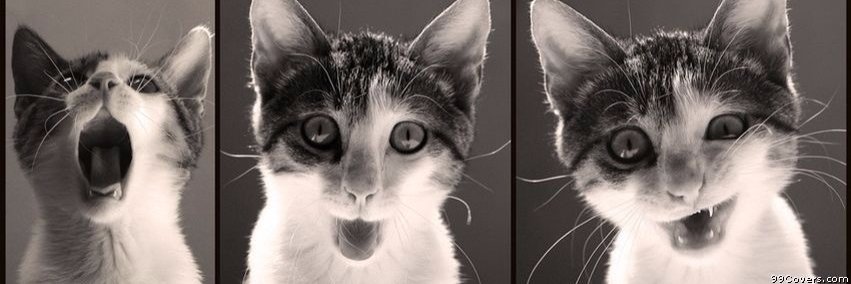 LimaBebel's profile banner image