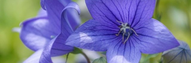 桔梗屋（kikyo_ya) banner