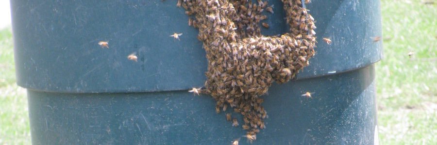 lakemarybees's profile banner image