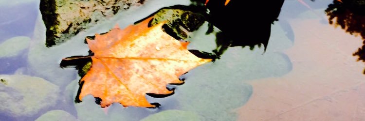 MikeCarlinism's profile banner image
