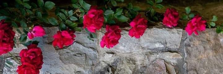 amaniice's profile banner image