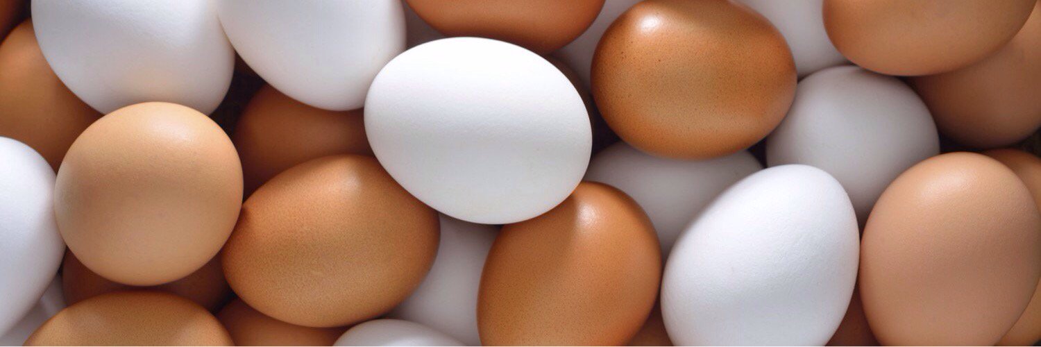 DailyEggFacts's profile banner image