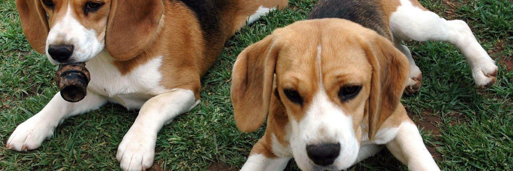 vet_beagle's profile banner image