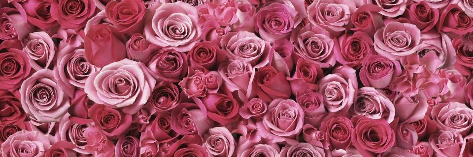 daniela21233's profile banner image