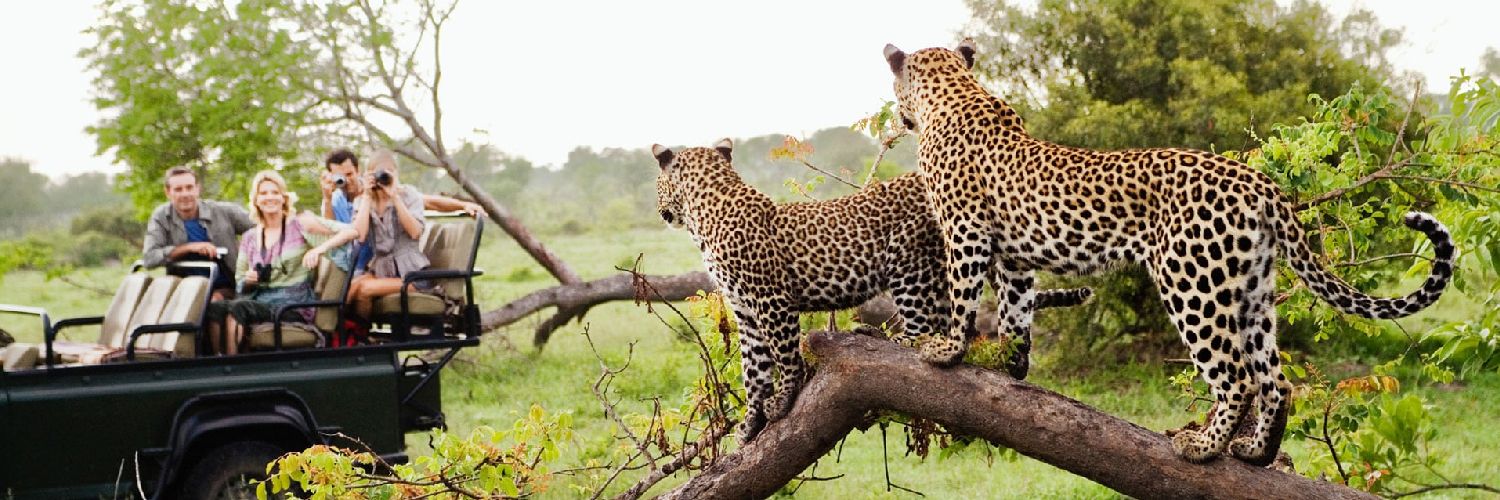 WildLifeWonderX's profile banner image