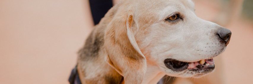 BeagleSimon's profile banner image