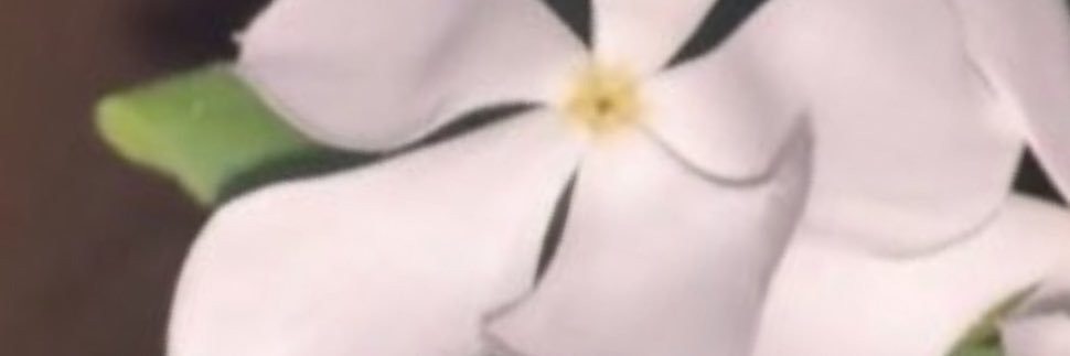 amalonly's profile banner image
