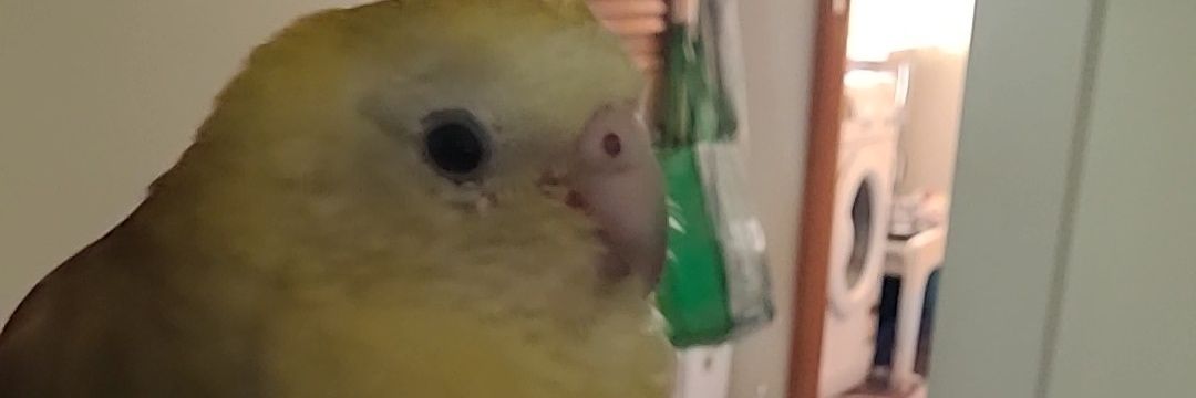 Craig Capel 🏴󠁧󠁢󠁥󠁮󠁧󠁿🇪🇸🇬🇧🇦🇺 banner