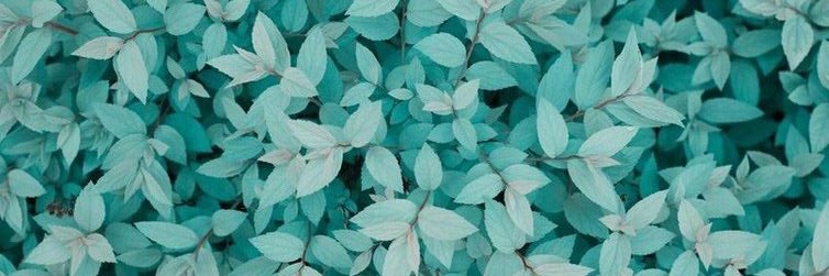 RocioBasilico's profile banner image